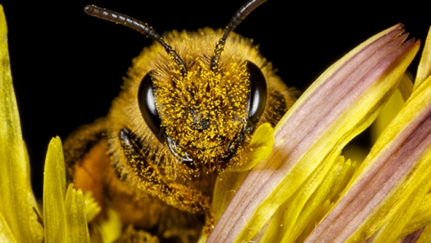 Sin noticias de una cuarta parte de especies de abejas desde los años 90