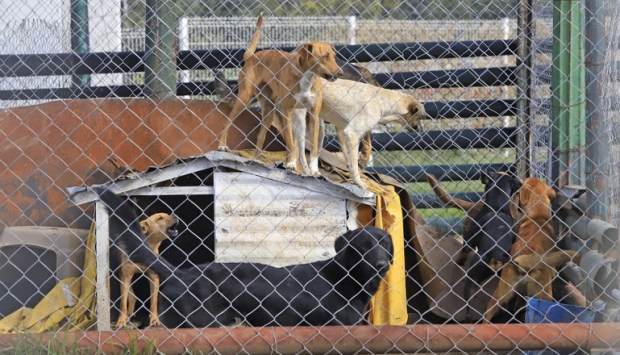 Lanza ayuntamiento de Chiautempan campaña de exterminio de perros ante sobrepoblación