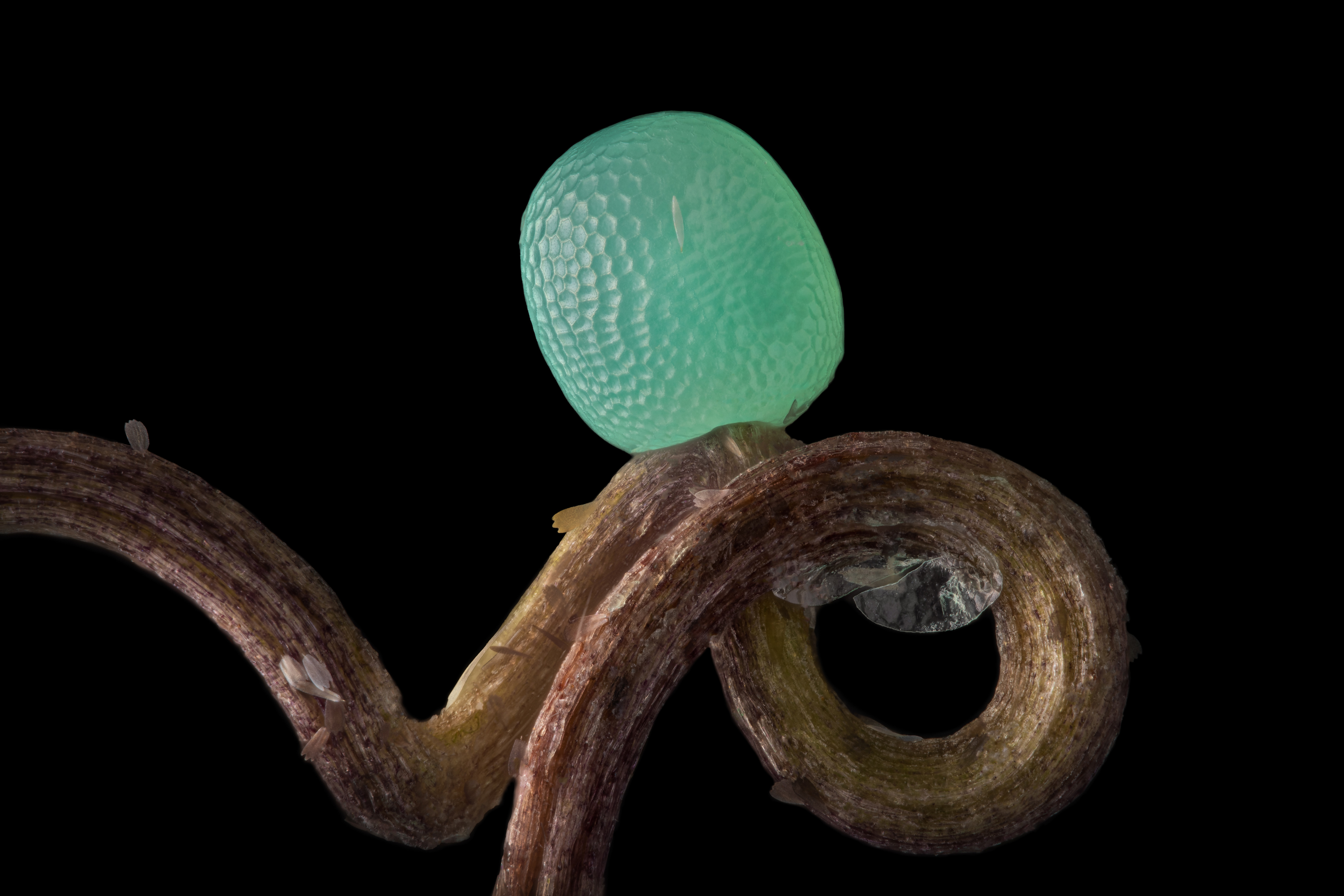 A butterfly egg, seen at 10x magnification.