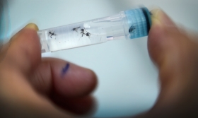 OMS anunció la esterilización de mosquitos: dengue, zika y chikungunya
