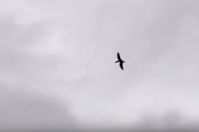Graban pterodáctilo en Estados Unidos
