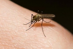 Prevención en Tehuacán ante mosquito portador del virus de Zika