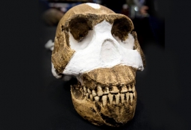 Descubren en Sudáfrica, nueva especia humana: Homo naledi
