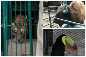 Animales sufren depresión 