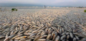 La muerte de los peces conocidos como “popochas” y “pintitas”