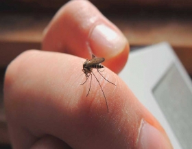 Aumentan casos de dengue