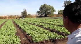 Tendr&iacute;an que competir en precio y en calidad con los grandes productores