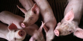 Planes de China para contener la peste porcina africana que afecta sus mercados
