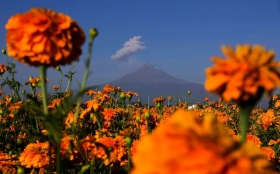 México tiene 35 especies de esta flor de las 58 que hay en América.