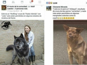 El perrito es chileno y actualmente vive en la calle 